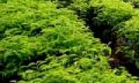 Essential oils from tea plants can cure skin cancer
