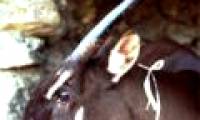 Establish saola conservation area in Thua Thien Hue