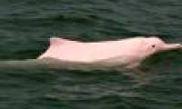 Establishing the bank of DNA of rare and precious dolphins