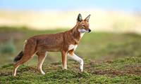 Ethiopian Wolf: Africa's Most Endangered Carnivore Despite Existing for More Than 1 Million Years