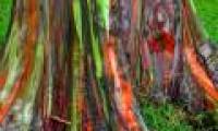 Eucalyptus tree 7 strange rainbow colors