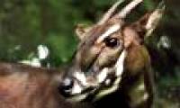 Euro 1.7 million to build saola conservation area