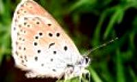 Europe will no longer have butterflies?
