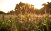 European scientific research rejects the conclusion that genetically modified corn causes cancer
