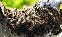 Even small and voracious caterpillars have a big impact on global carbon emissions