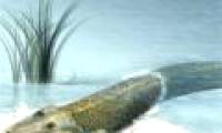 Evidence shows that humans evolved from fish