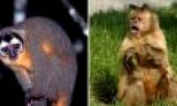 Evolution of night vision in primates