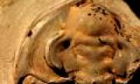 Excavation of fossilized marine life 530 million years is still eye