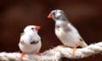 Exercise and sleep help birds sing better