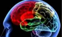 Exercise can enhance intelligence