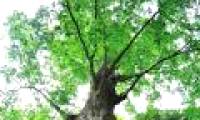 Exotic ancient tree 90% accurate weather forecast in China