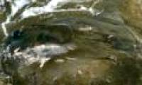 Exotic fish died of mass on the English coast