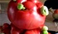 Exotic plants after the Fukushima disaster