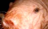 Exotic species of 'strange creature' forever young