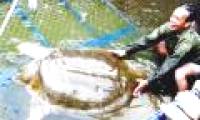 Expanding nursing tank for Ho Guom Turtle