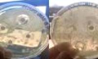 Experiments comparing breast milk and formula milk are controversial