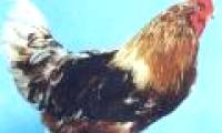 Explain the bisexual phenomenon of animals