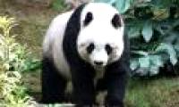 Explain the black and white fur of the panda