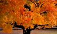 Explain the phenomenon of leaves changing color in autumn