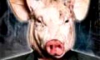 Explaining the phenomenon of the hideous Pig in Cannock Chase forest