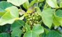 Exploiting diesel from wild plants