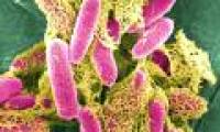 Exploiting energy from intestinal bacteria