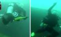Explore the wreck of the deep sea, panic with what you see