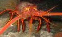 Exploring about the 'aquatic monster' shrimp that is extremely voracious in Vietnam