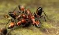 Explosive self-exploding ants to protect the fellow