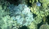 Extensive bleaching occurs on the Great Barrier Reef