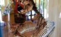 Extinct animals are forgotten by humans