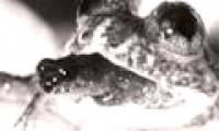 Extinct animals have the opportunity to