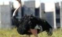 Extinct dinosaurs make ostriches stop flying