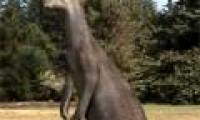 Extract DNA of two ancient kangaroo species
