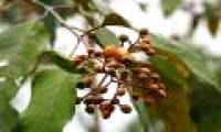 Extracted from leaves of Vismia baccifera cured of liver cancer