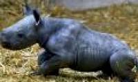 Extremely endangered black rhinoceros was born at the French zoo