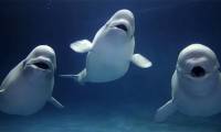 Extremely intelligent and adorable, Beluga whales also possess a unique ability that sends shivers down people's spines.