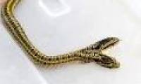Extremely rare mini-double snake