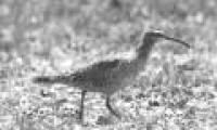 Extremely rare set of 12 species of extinct birds