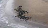 Extremely significant image beside a river that was pronounced dead 70 years ago