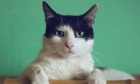 Extremely toxic flu jumps species, cats die en masse: WHO assesses the risk in humans