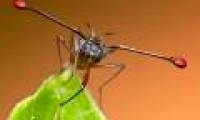 Eye stalks: Animals possess the most unusual bulging eyes in the wild
