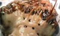 Eye surgery for ... puffer fish