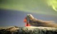 Eyjafjallajokull's wrath faded under the aurora