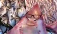 Face shark who loses Turkish fishermen