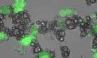 'Factory' produces cancer drugs right in the body