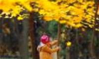Fall colors all over the world