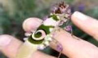 Fall in love with the world's most beautiful mantis