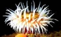 Fancy with colorful creatures on the ocean floor