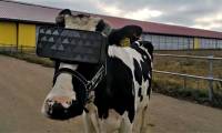 Farmer puts cows on VR glasses in hopes of increasing milk production